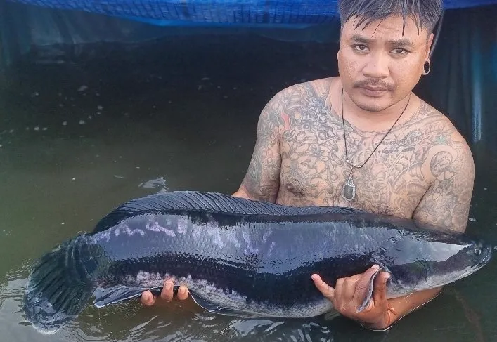 Snakehead Fish