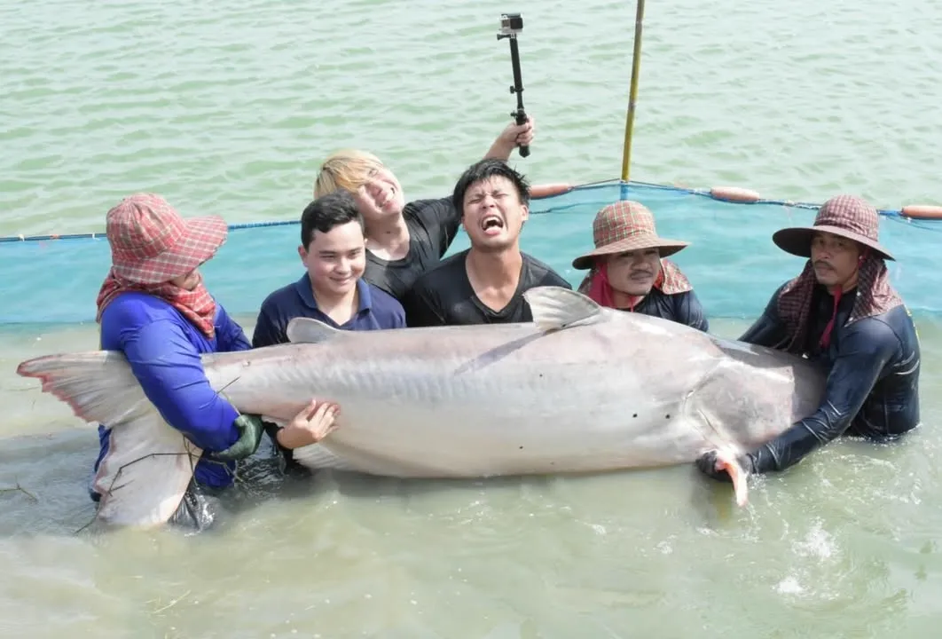 Mekong Giant Catfish