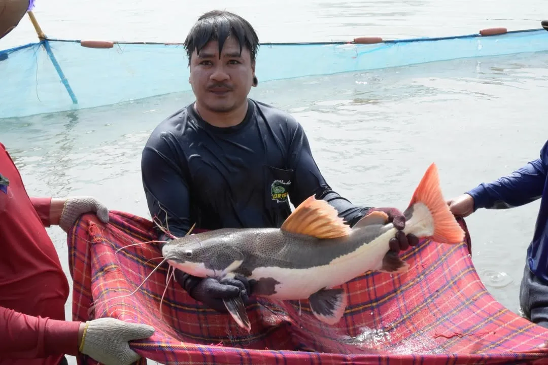 Redtail Catfish